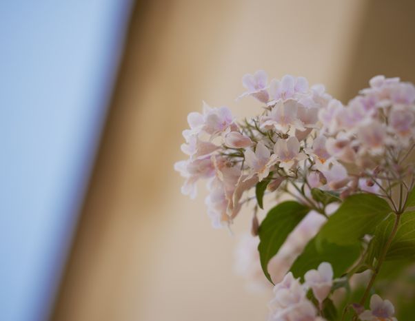 Blomster